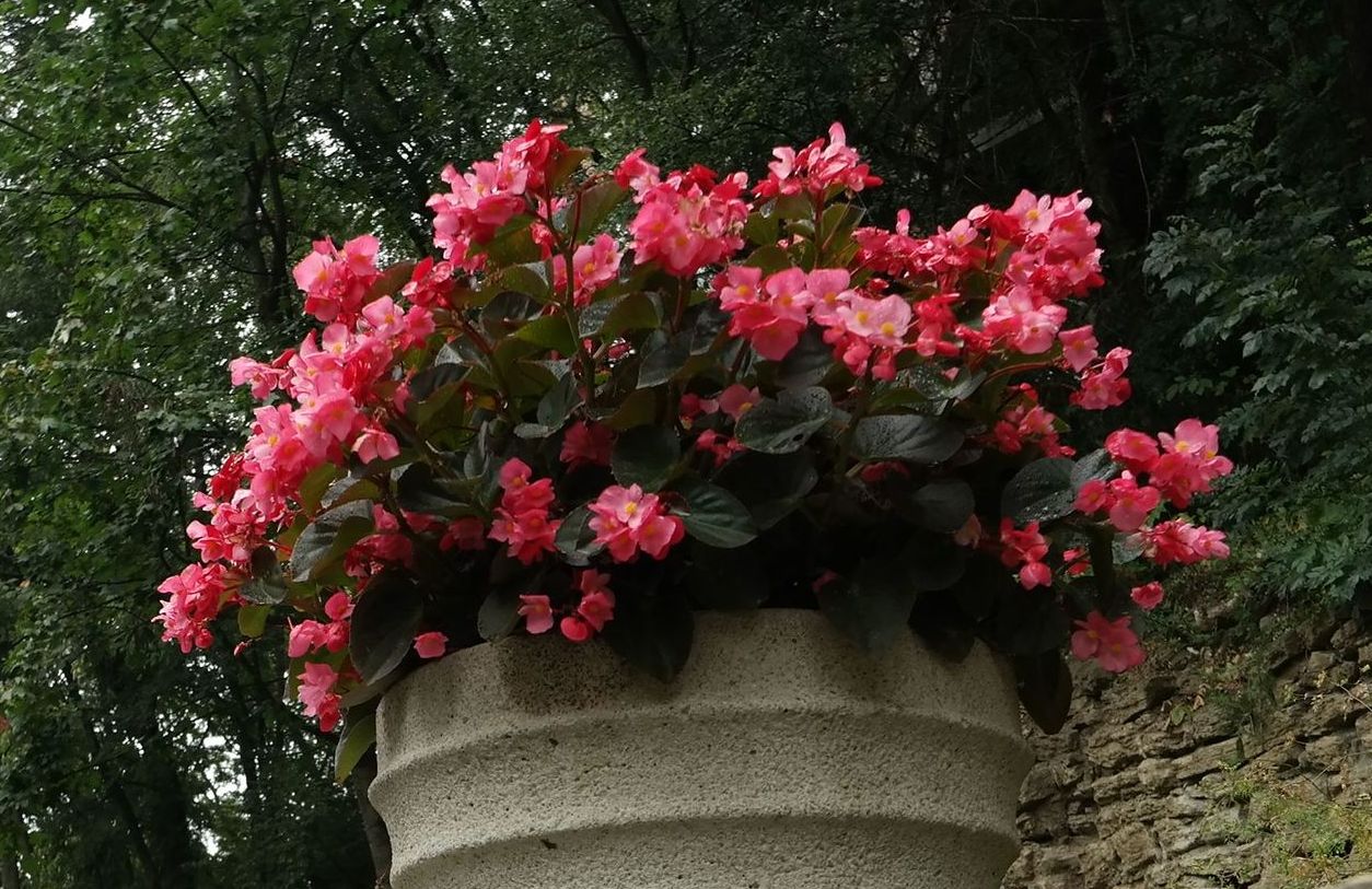 Image of Begonia &times; hortensis specimen.