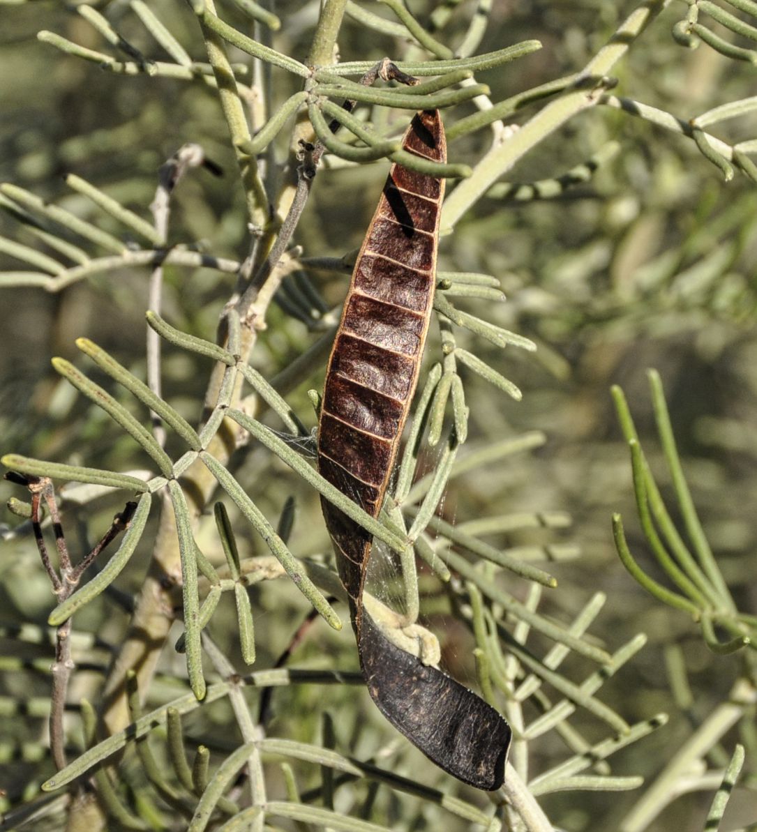 Image of Senna artemisioides specimen.