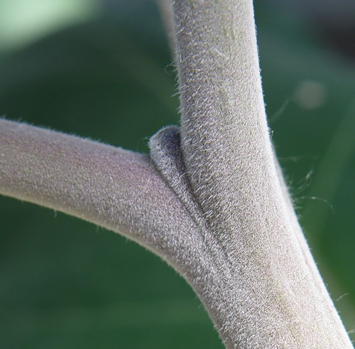 Image of Datura innoxia specimen.