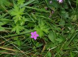 Geranium palustre