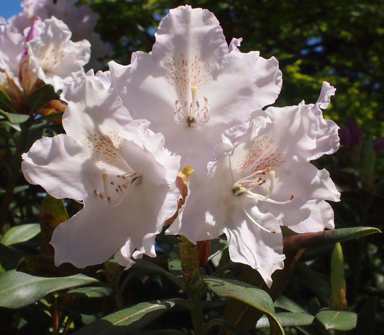 Изображение особи род Rhododendron.