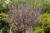 Prunus variety pissardii