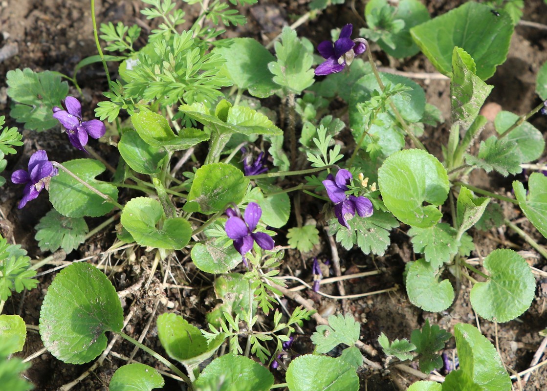 Image of Viola odorata specimen.