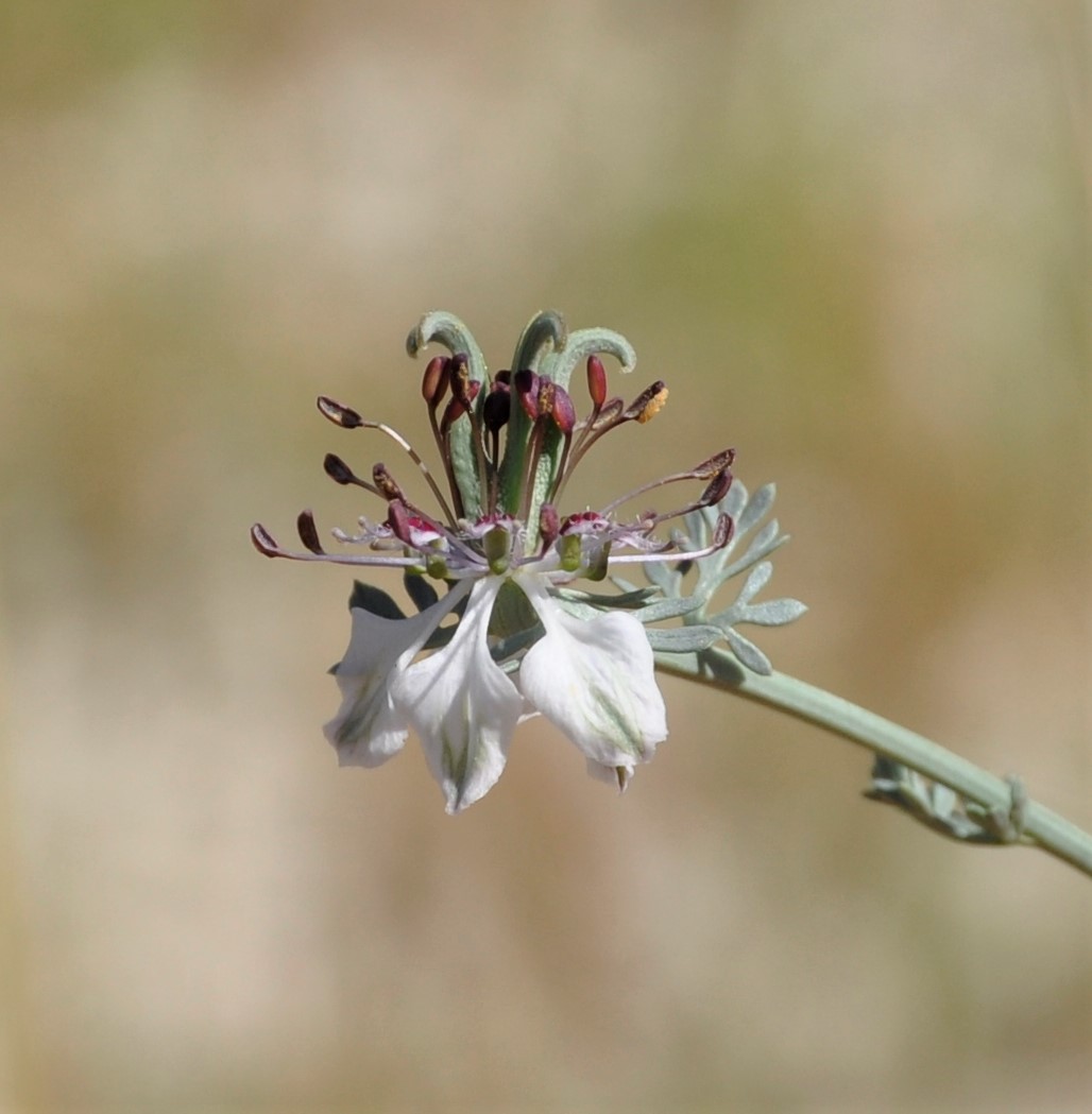 Изображение особи Nigella fumariifolia.