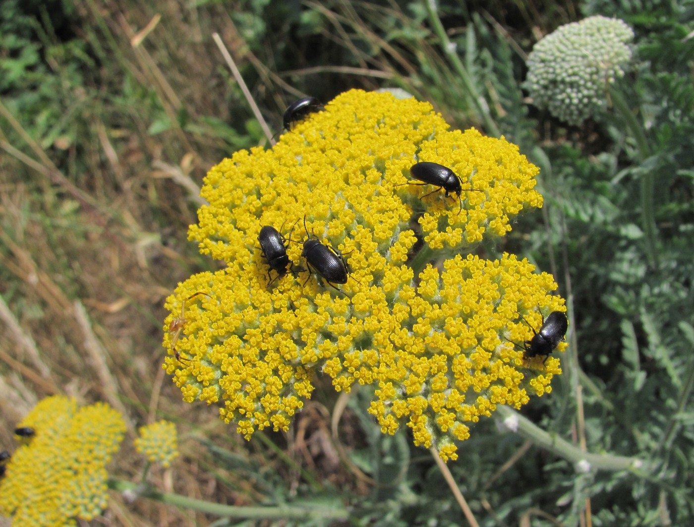 Image of Achillea filipendulina specimen.