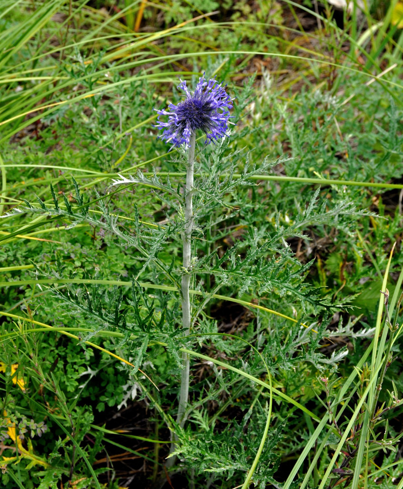 Image of Echinops ruthenicus specimen.