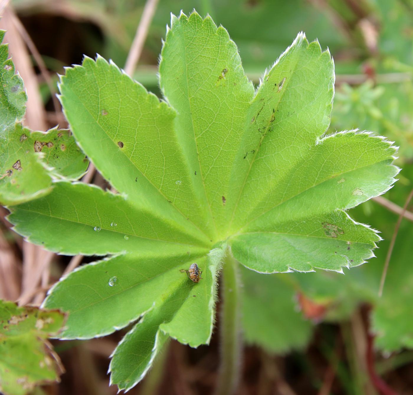 Image of Alchemilla lindbergiana specimen.