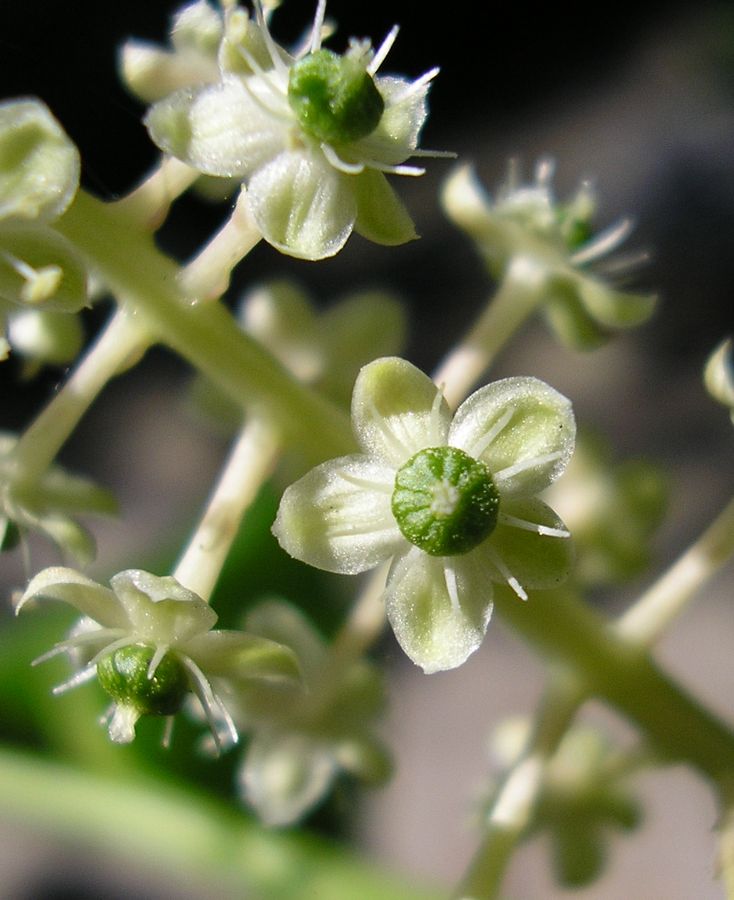 Изображение особи Phytolacca americana.