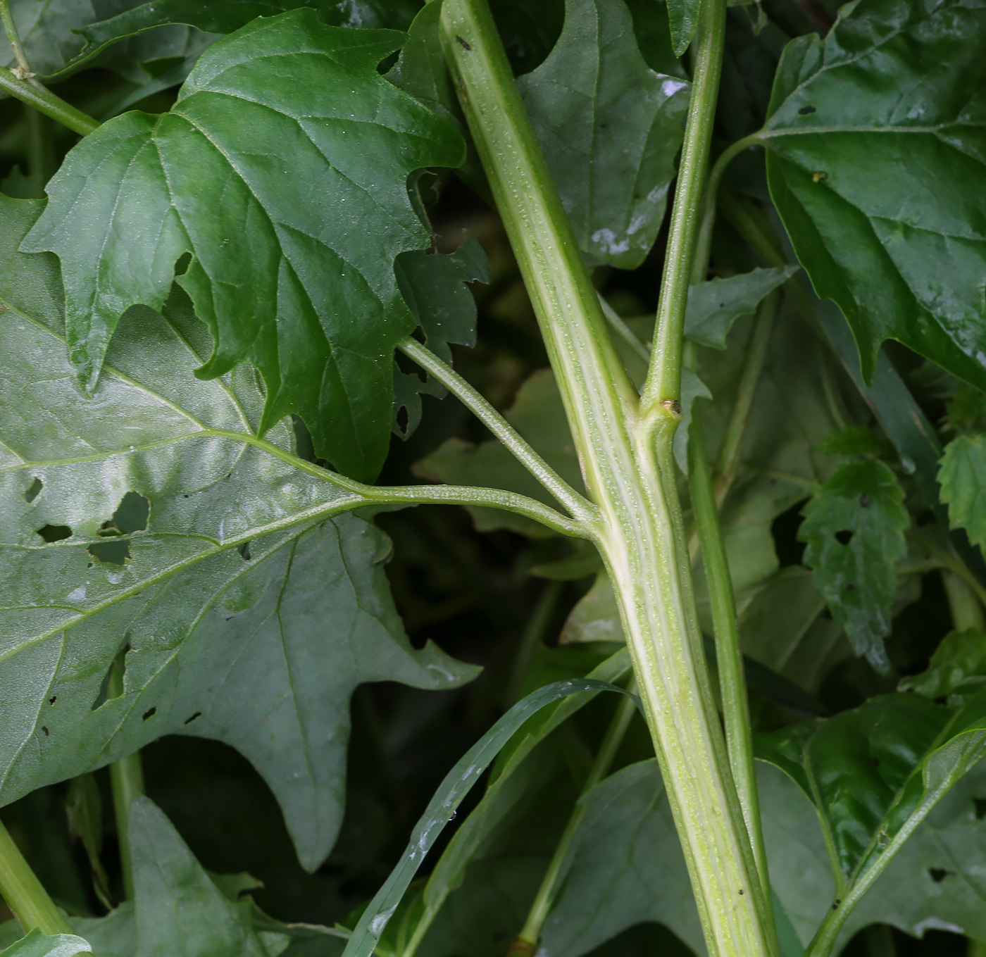 Image of Atriplex sagittata specimen.