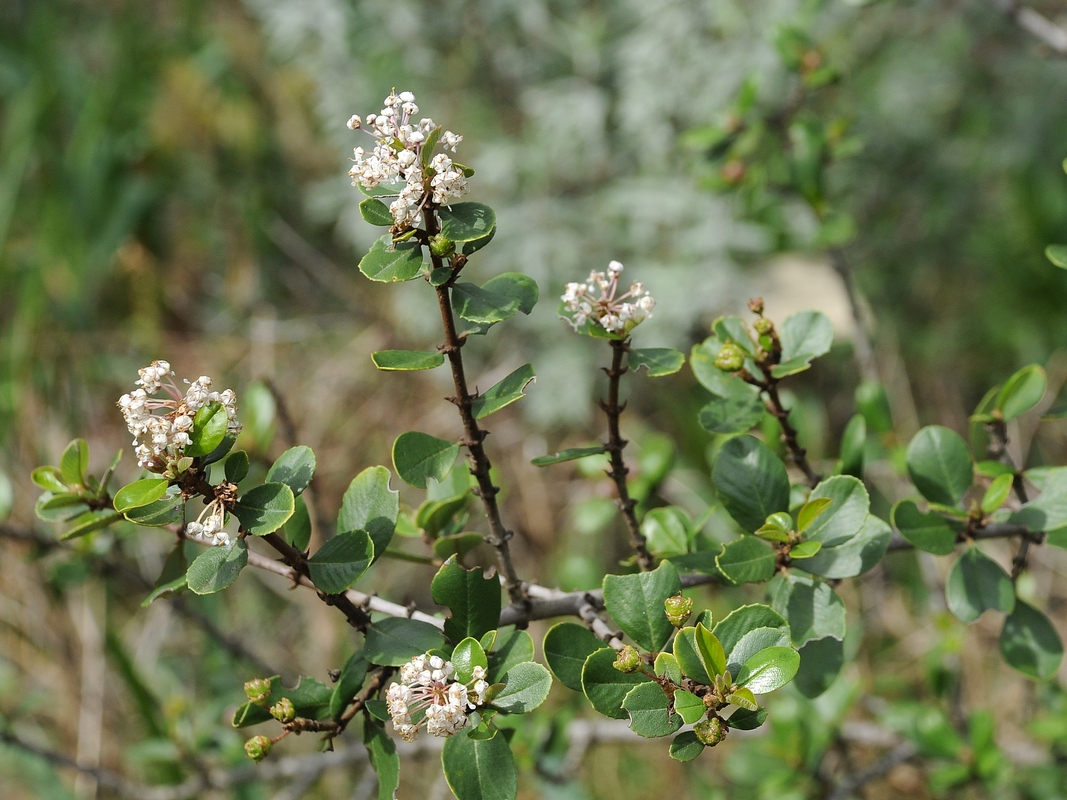 Image of Ceanothus ferrisiae specimen.