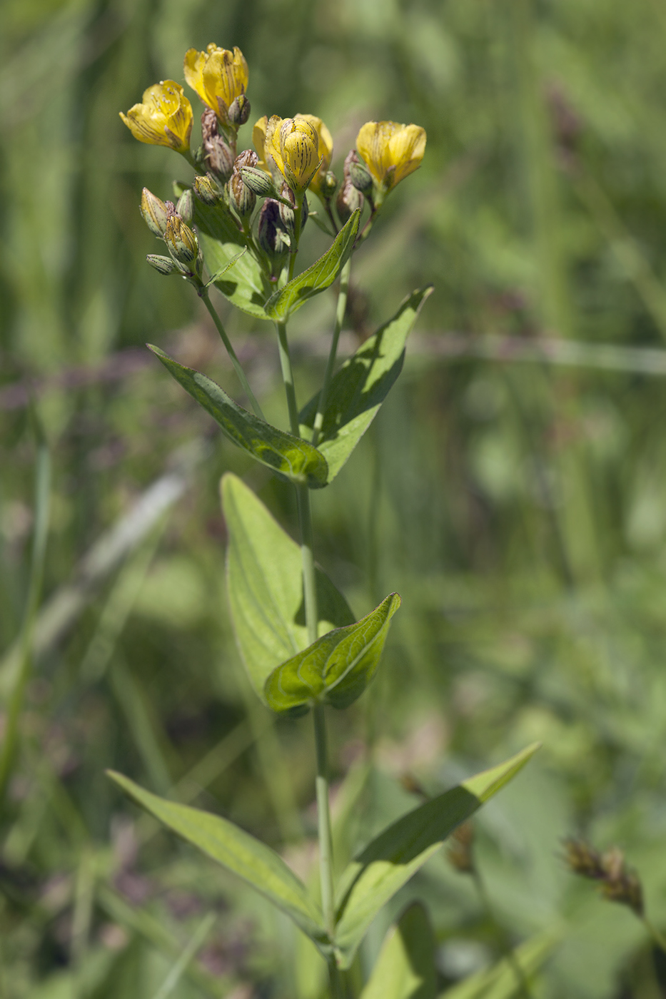 Изображение особи Hypericum erectum.