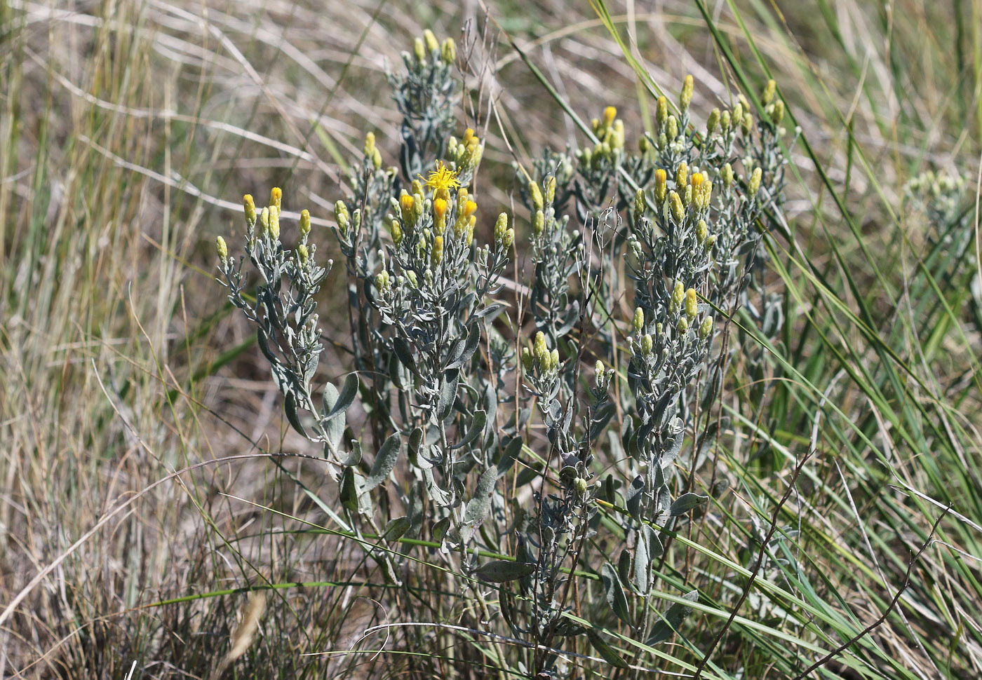 Image of Galatella villosa specimen.