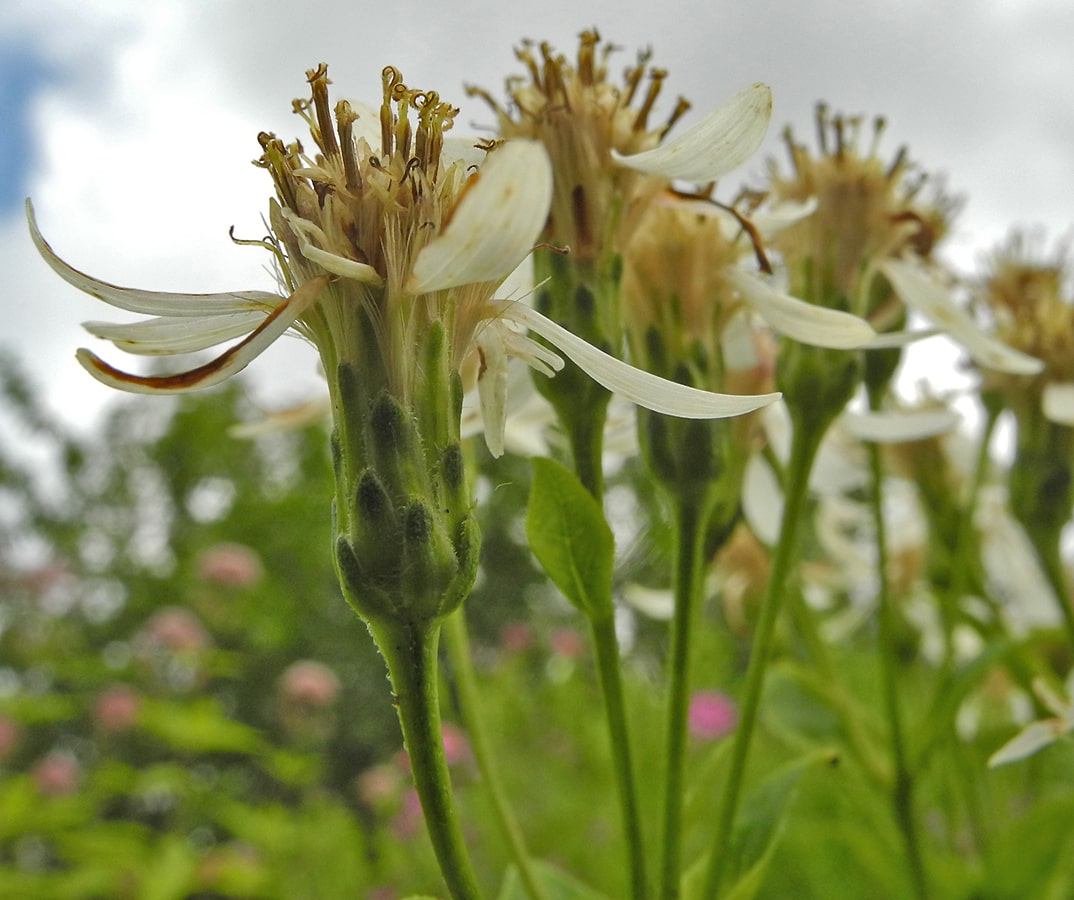 Изображение особи Doellingeria scabra.