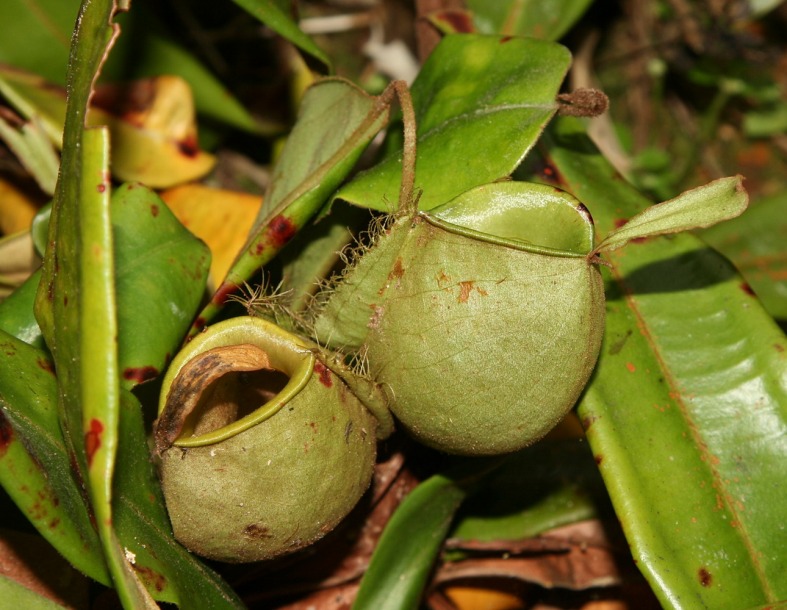 Image of Nepenthes ampullaria specimen.