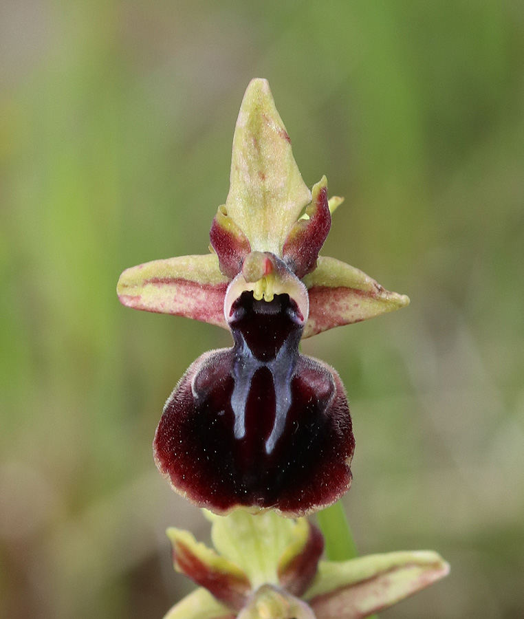 Image of Ophrys mammosa specimen.