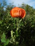 Papaver setiferum