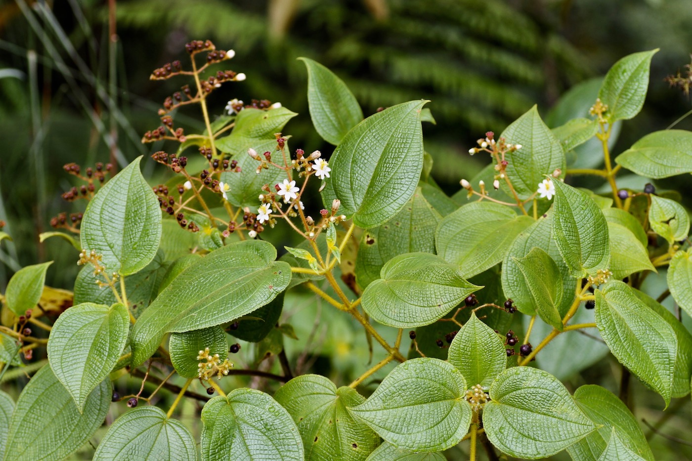 Image of Miconia benthamiana specimen.