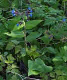 Pulmonaria mollis