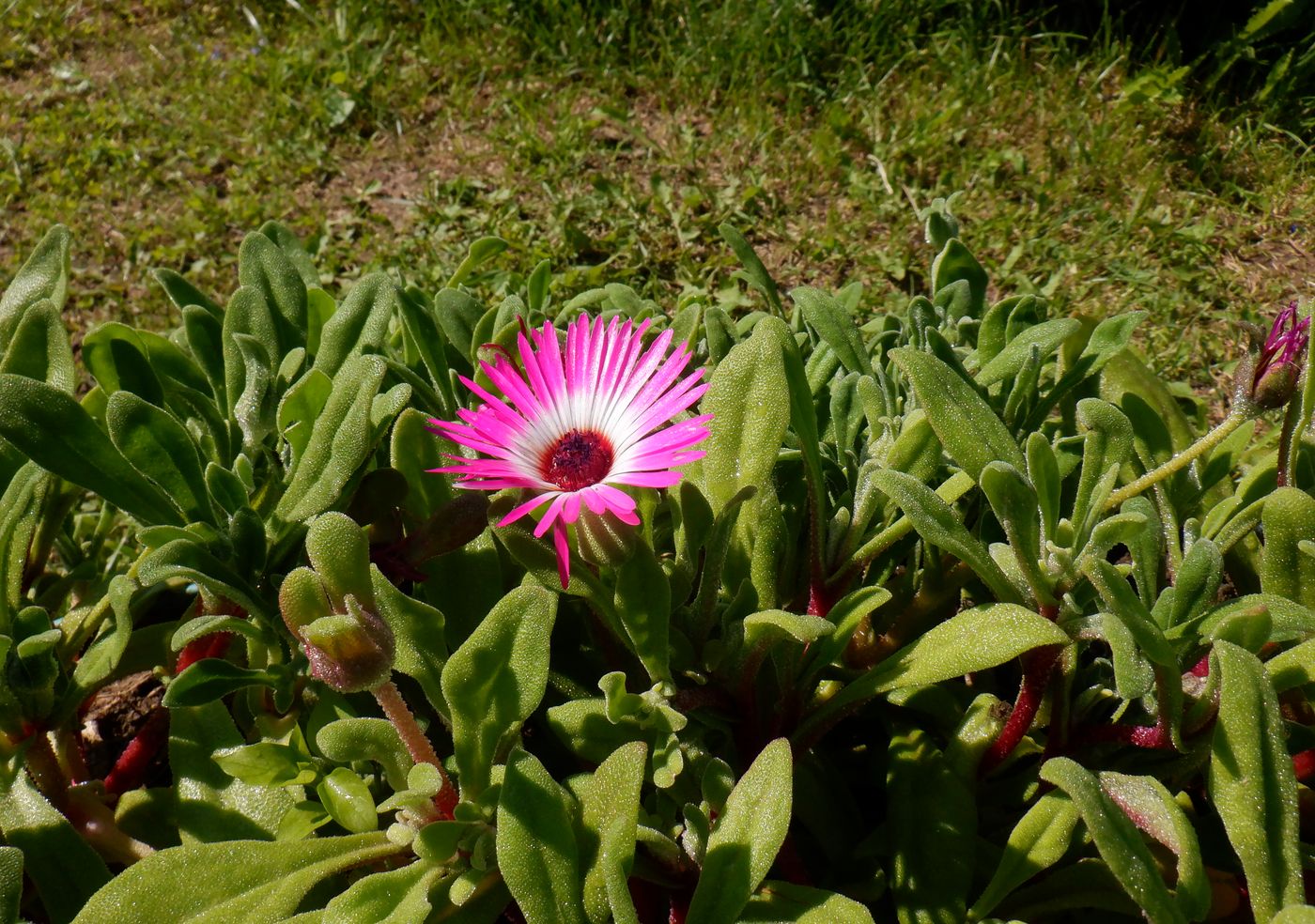 Image of Dorotheanthus bellidiformis specimen.