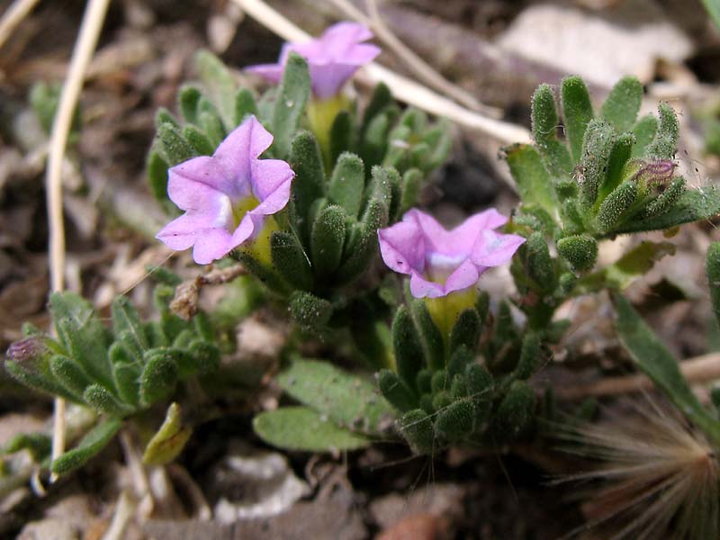 Image of Calibrachoa parviflora specimen.