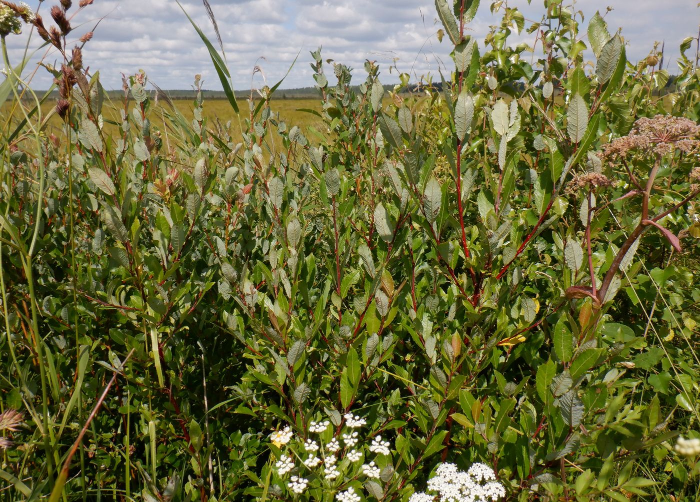 Изображение особи Salix phylicifolia.