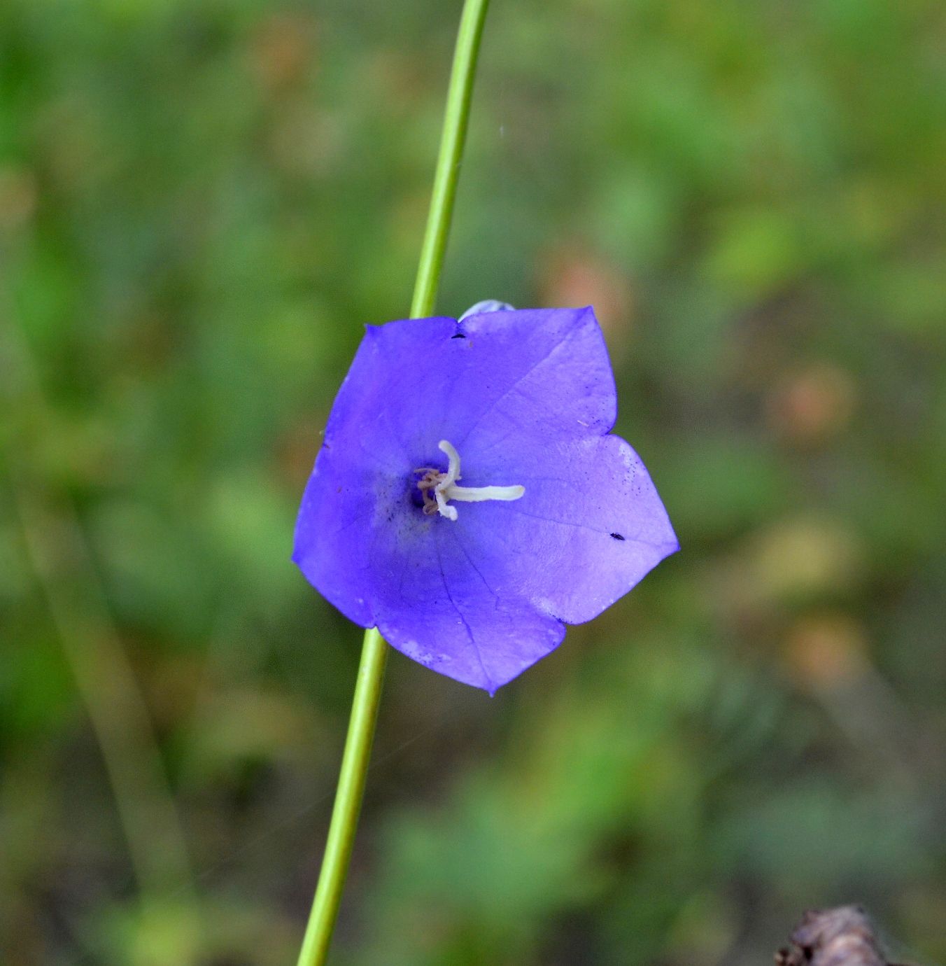 Изображение особи Campanula persicifolia.