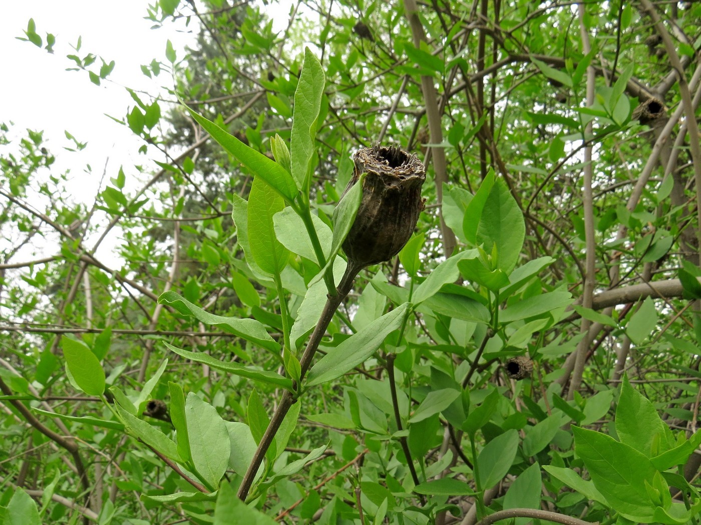 Image of Calycanthus floridus specimen.