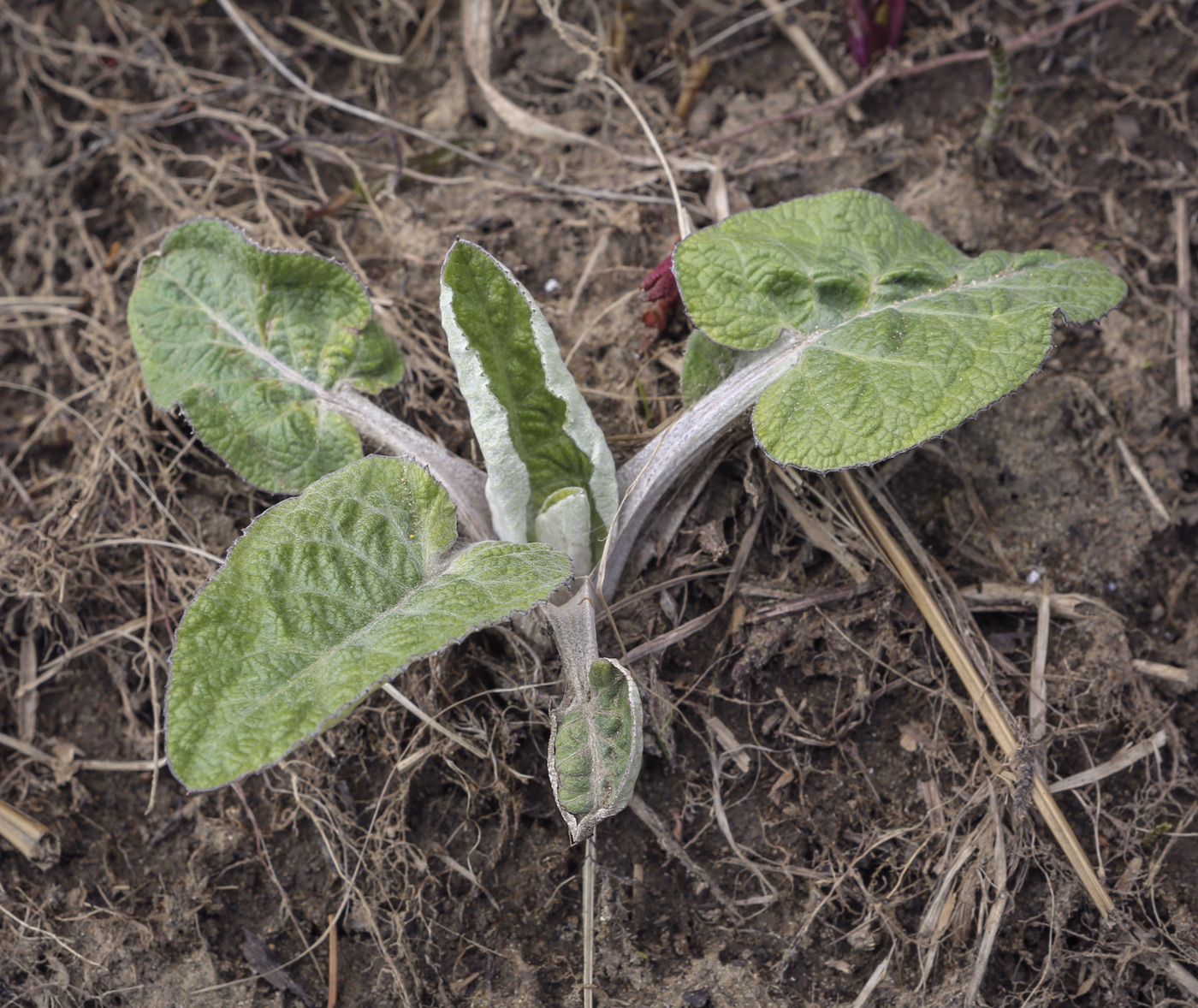 Изображение особи Arctium tomentosum.