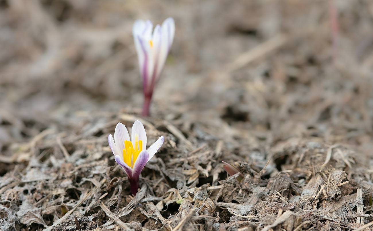 Изображение особи Colchicum kesselringii.