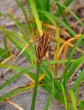 Carex macrocephala