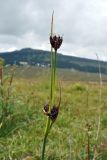 Juncus castaneus. Верхушка плодоносящего растения. Республика Алтай, Онгудайский р-н, пер. Семинский, выс. около 1750 м н.у.м., сырой луг. 01.08.2010.