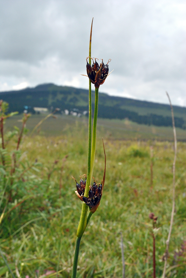 Image of Juncus castaneus specimen.