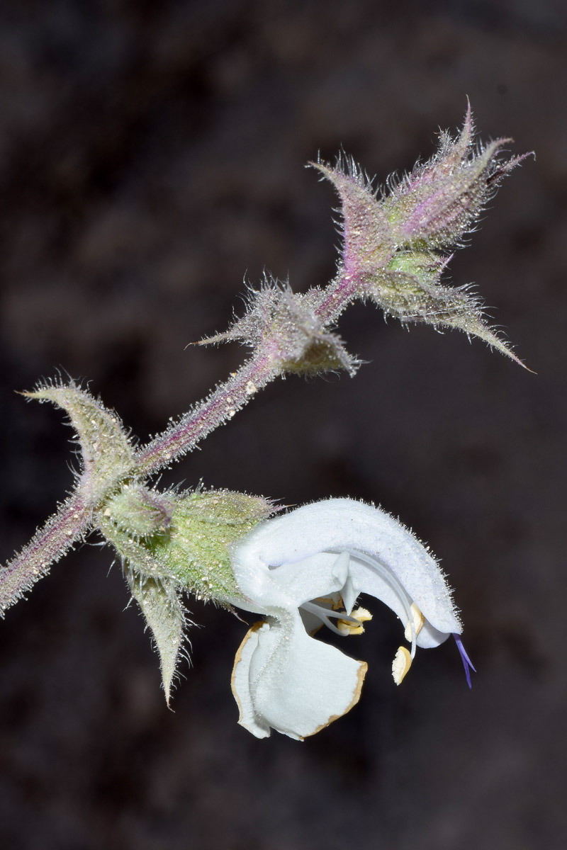 Image of Salvia sclarea specimen.