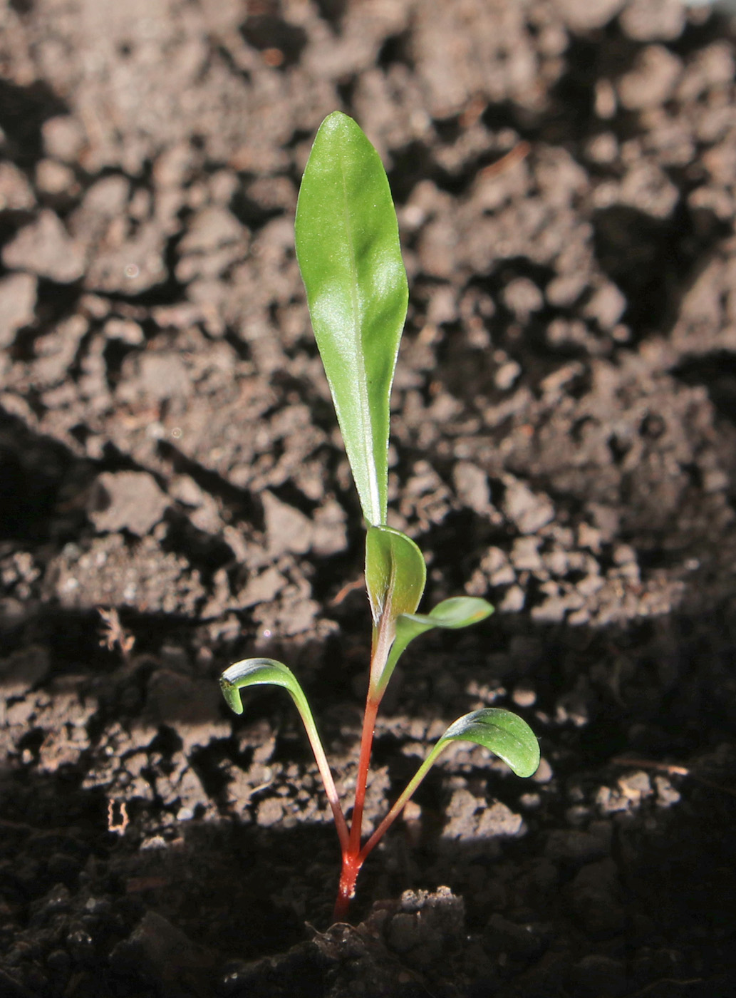 Image of Oenothera macrocarpa specimen.