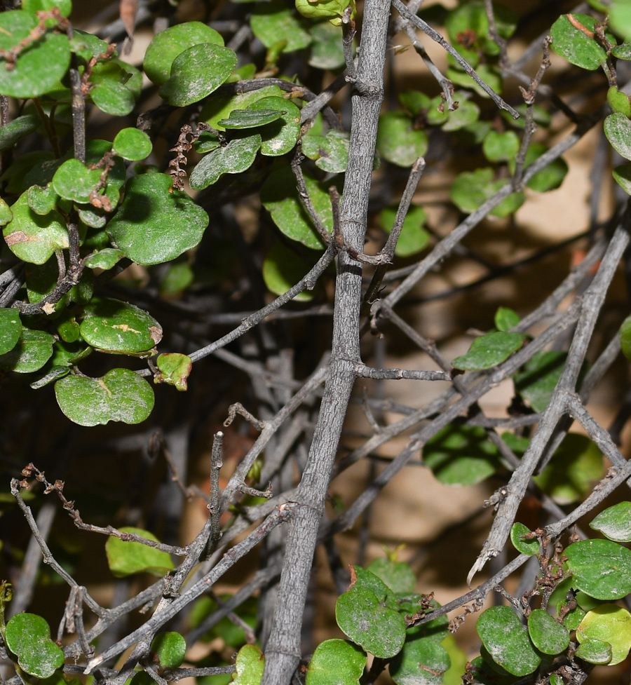 Image of Muehlenbeckia complexa specimen.