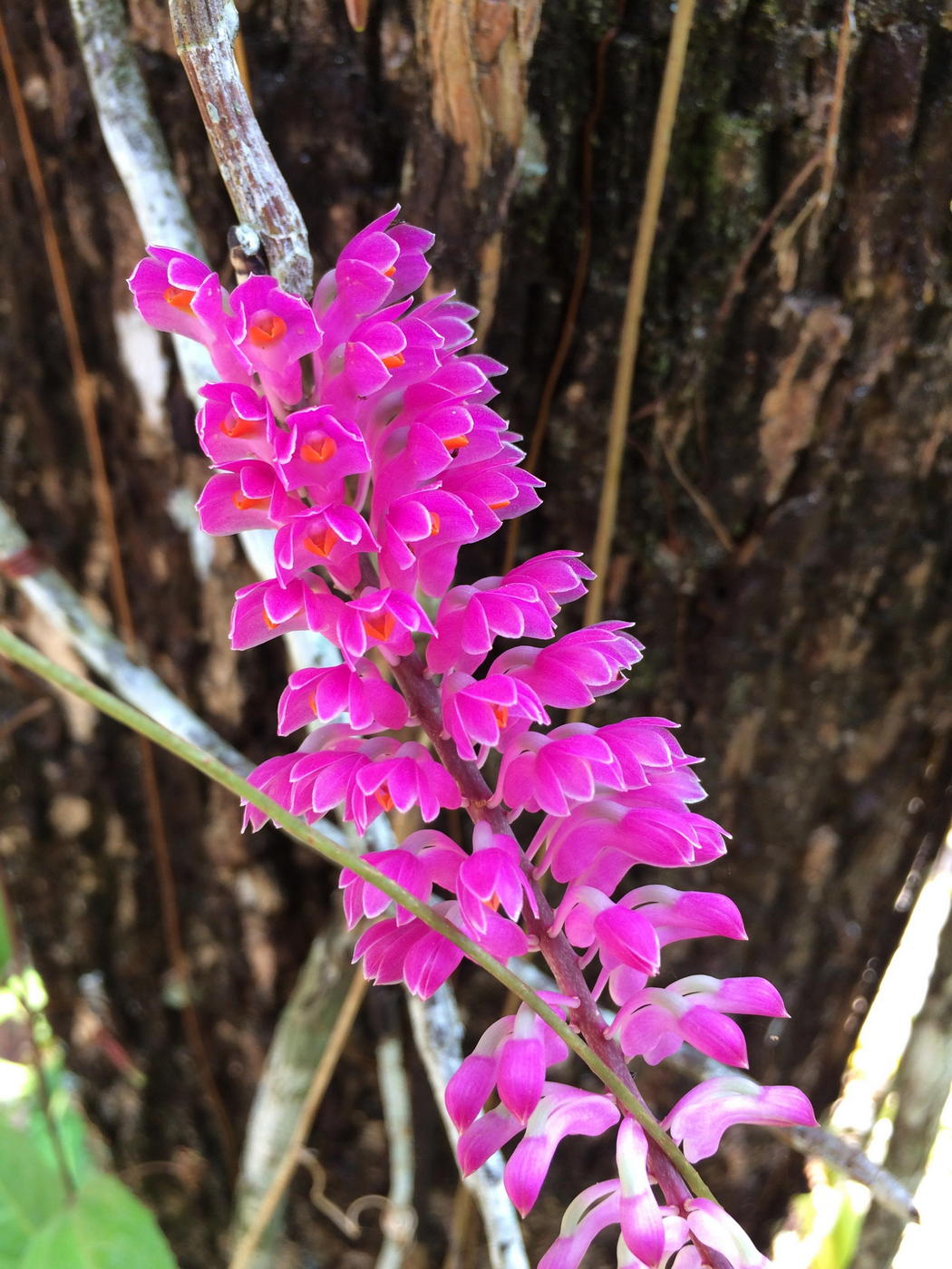 Image of Dendrobium secundum specimen.