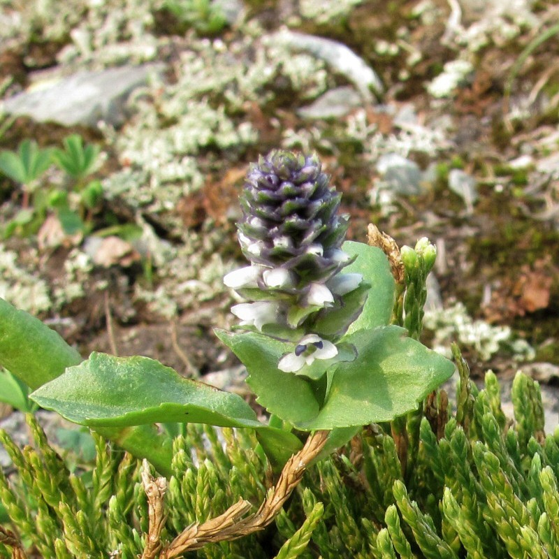 Image of Lagotis minor specimen.