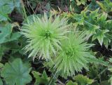 Cirsium obvallatum