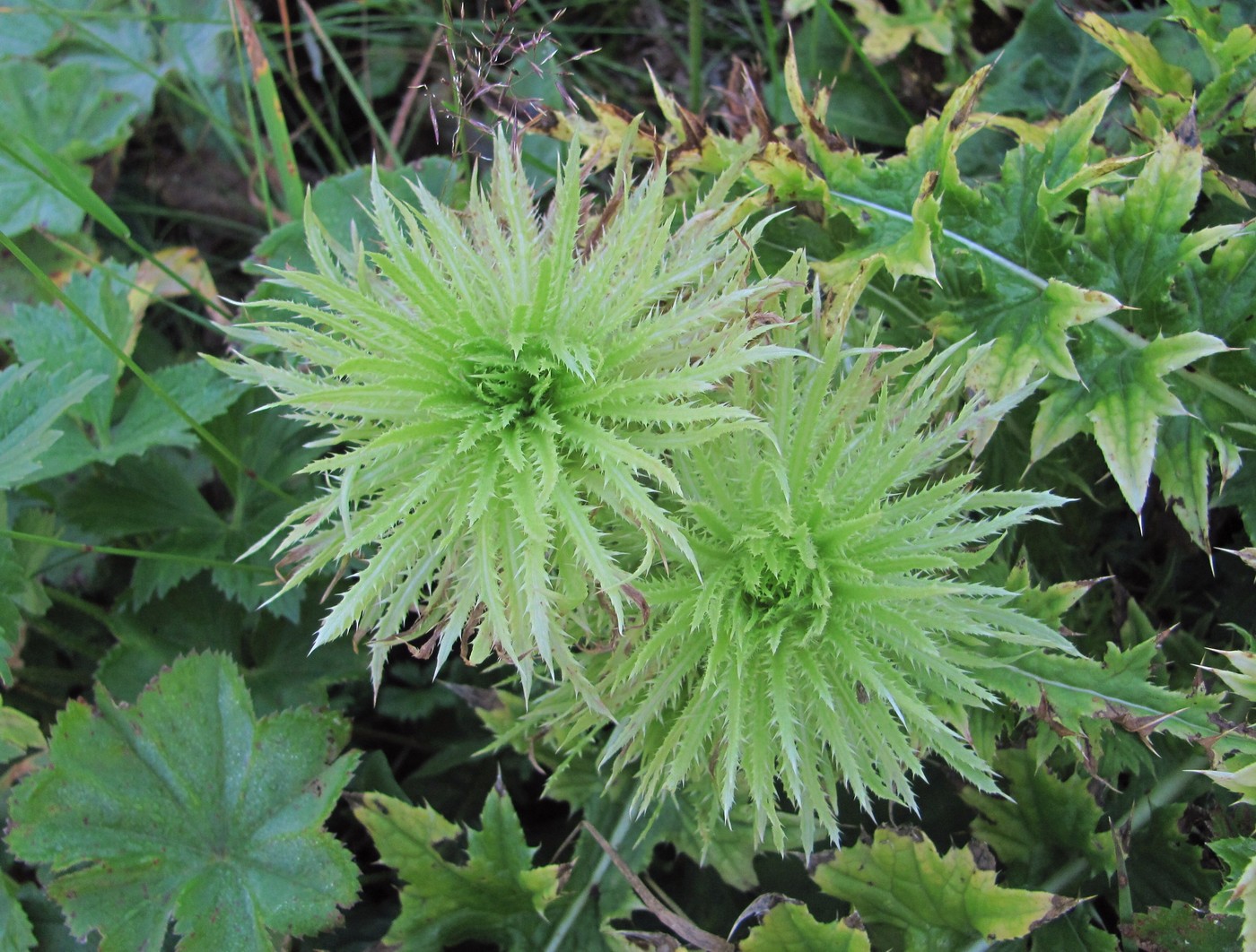 Изображение особи Cirsium obvallatum.