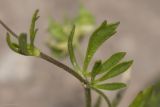 Ranunculus arvensis