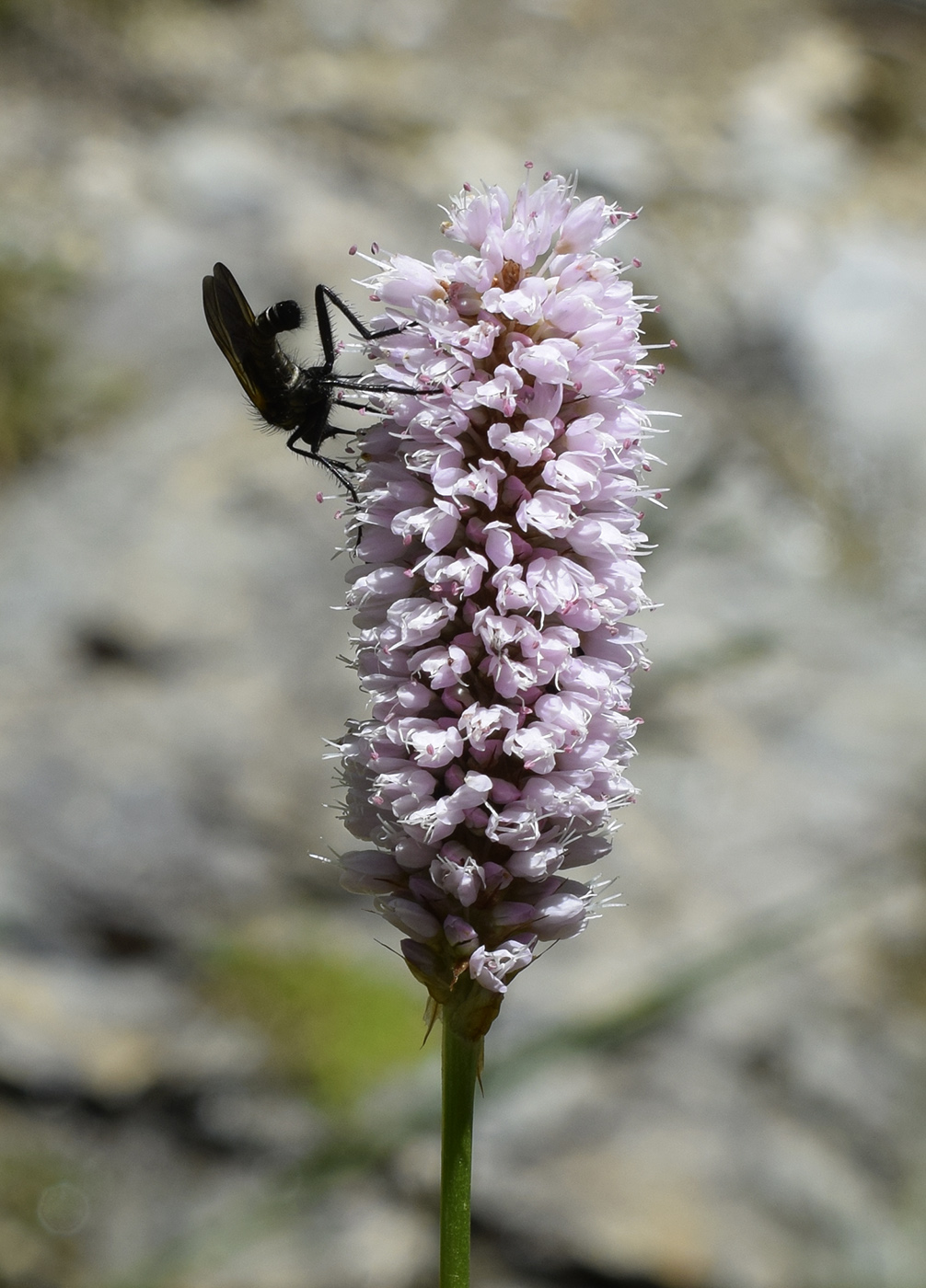 Image of Bistorta officinalis specimen.