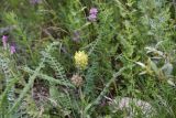 Astragalus maximus