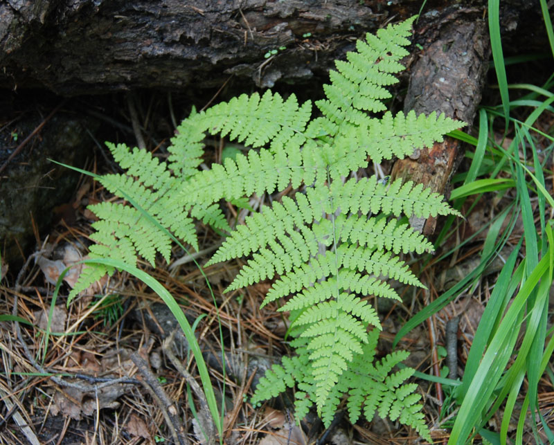 Image of Diplazium sibiricum specimen.