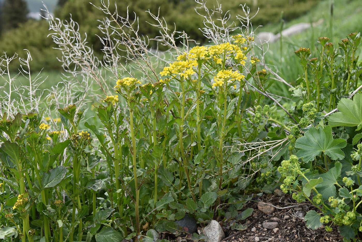 Изображение особи Barbarea vulgaris.