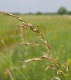 Festuca arundinacea. Верхушка соцветия. Ульяновская обл., Новомалыклинский р-н, окр. пос. Стар. Бесовка, долина р. Бол. Черемшан, сыроватый, местами заболоченный и зарастающий ивняком луг со следами сенокошения. 11.07.2022.