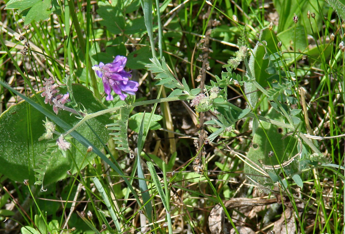 Изображение особи Vicia cracca.