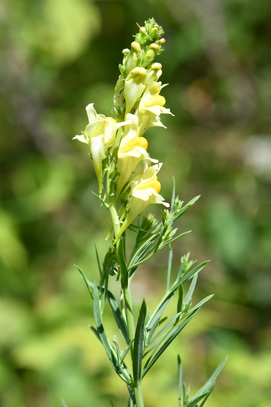 Изображение особи Linaria vulgaris.