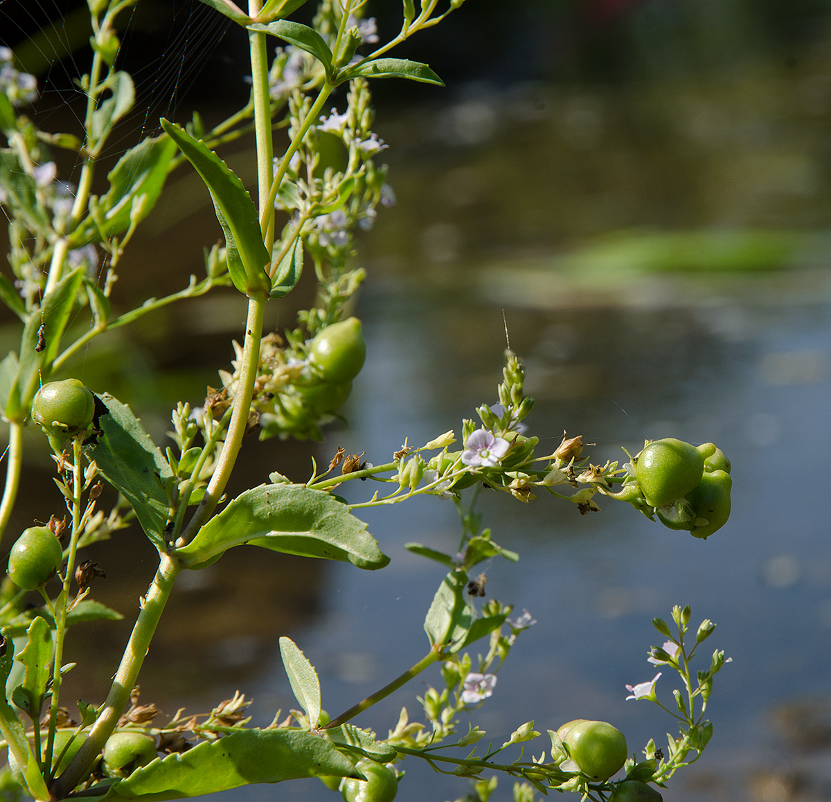 Image of Veronica anagallis-aquatica specimen.