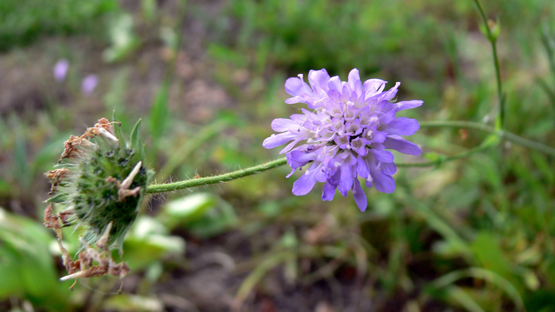 Image of Knautia arvensis specimen.