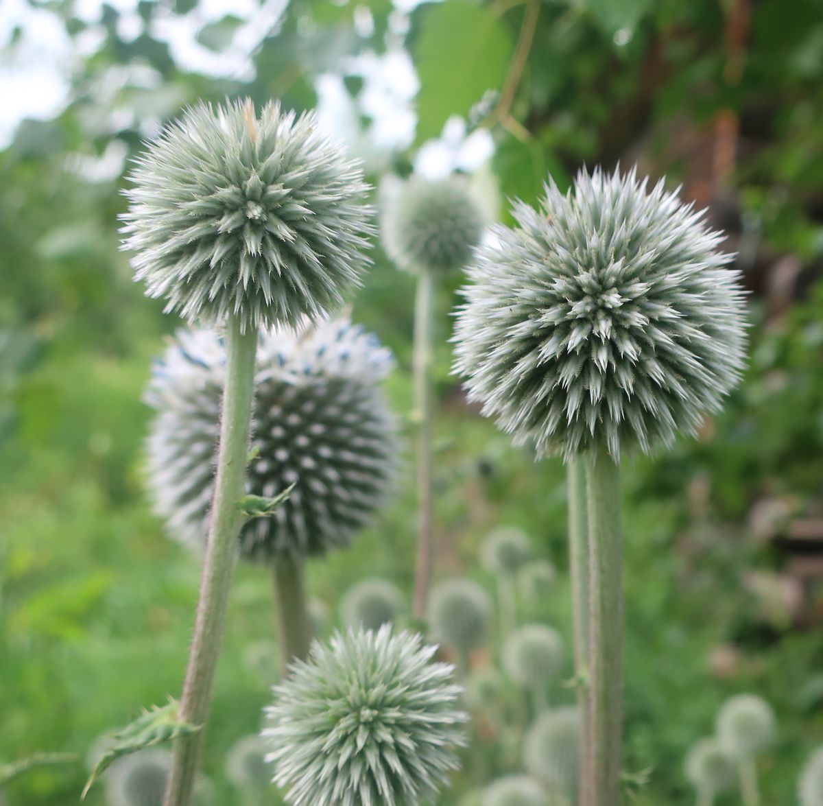 Изображение особи Echinops sphaerocephalus.